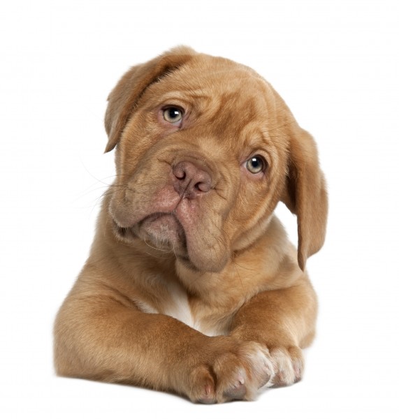 Risultati immagini per cane