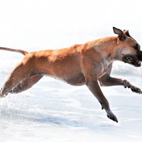 Un cane in movimento è un cane sano