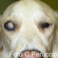 Glaucoma canino: un rischio condiviso con l’uomo