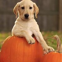 Halloween sicuro per i quattrozampe