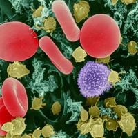 Mastociti, sentinelle contro le infezioni