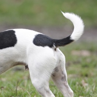 Segnali di coda: comunicazioni dal mondo canino