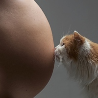 Gatti e donne incinte: ascoltiamo la Scienza