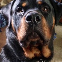 Un cane aggressivo non sempre è un cane “cattivo”