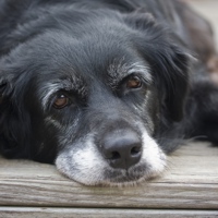 Come l’uomo, anche il cane anziano è più emotivo