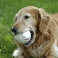 Come aiutare il cervello dei cani anziani