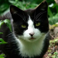 Il Gatto con La Sindrome di Pandora
