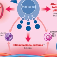 I mastociti iper-reattivi alla base dell’infiammazione