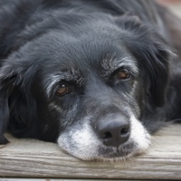 Demenza senile del cane: scoperta una nuova causa