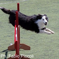 SALUTE ARTICOLARE AL CAMPIONATO MONDIALE DI AGILITY