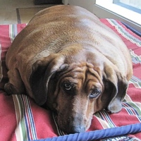 Cani obesi? Attenti al loro intestino