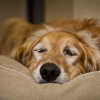 QUANDO IL DOLORE DEL CANE PASSA INOSSERVATO