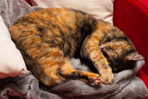 Gatto tra i cuscini