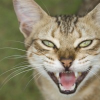 L’ artrosi nel gatto