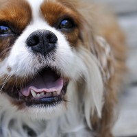 L'occhio secco nei nostri pet