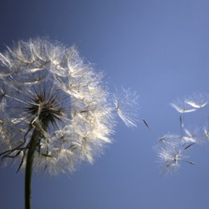 ALLERGIE STAGIONALI: UN FASTIDIO CONDIVISO