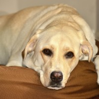 I molti dolori di cani e gatti