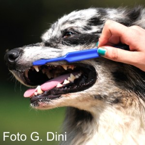 Lavare i denti al cane? Meglio farlo tutti i giorni