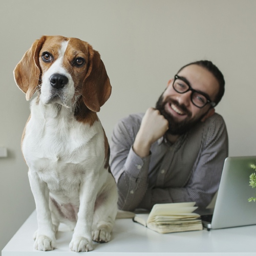 Tutti i benefici del cane in ufficio in uno studio