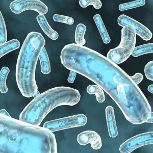 Il benessere intestinale passa per i mastociti