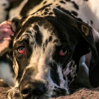 Occhio Rosso in cani e gatti