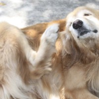 Il prurito nel cane