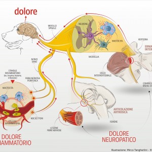 Il dolore animale: se lo conosci lo controlli.