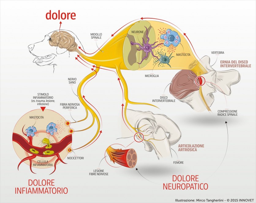 Il dolore animale: se lo conosci lo controlli.