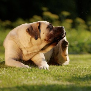 PEA-um: una sostanza naturale nella dermatite atopica del cane.