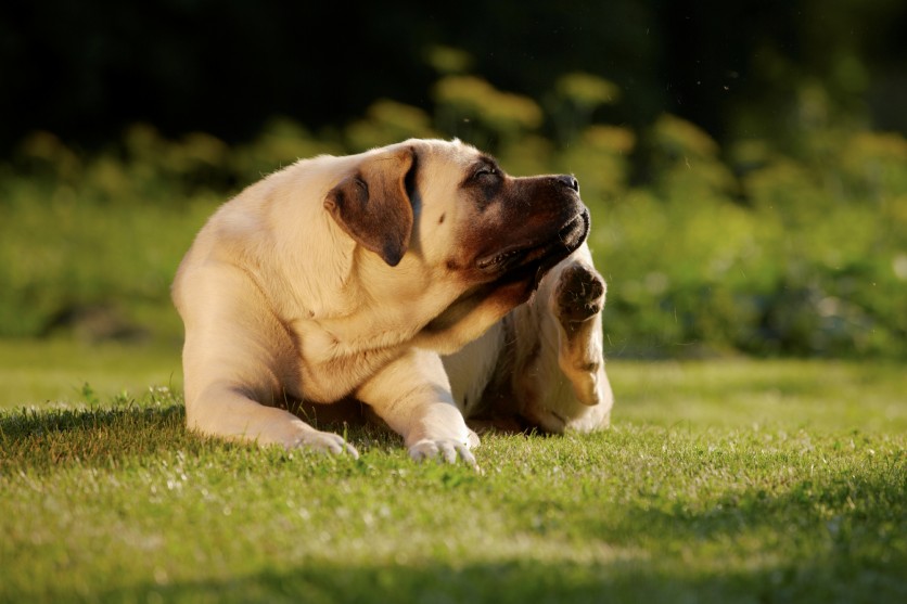 PEA-um: una sostanza naturale nella dermatite atopica del cane.