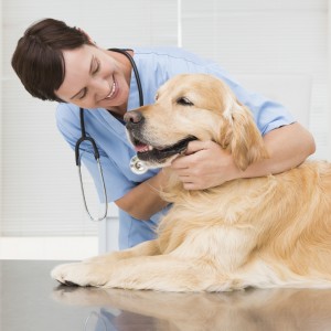 Il benessere comportamentale di cani e gatti