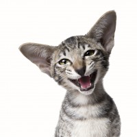 La stomatite felina