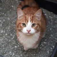 La cistite nel gatto