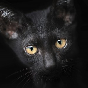 10 buoni motivi per adottare un gatto nero