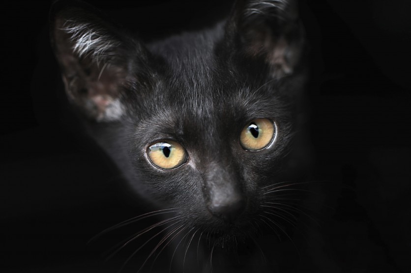 10 buoni motivi per adottare un gatto nero