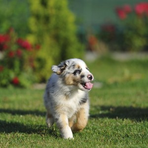 Come prevenire i problemi ortopedici del cucciolo