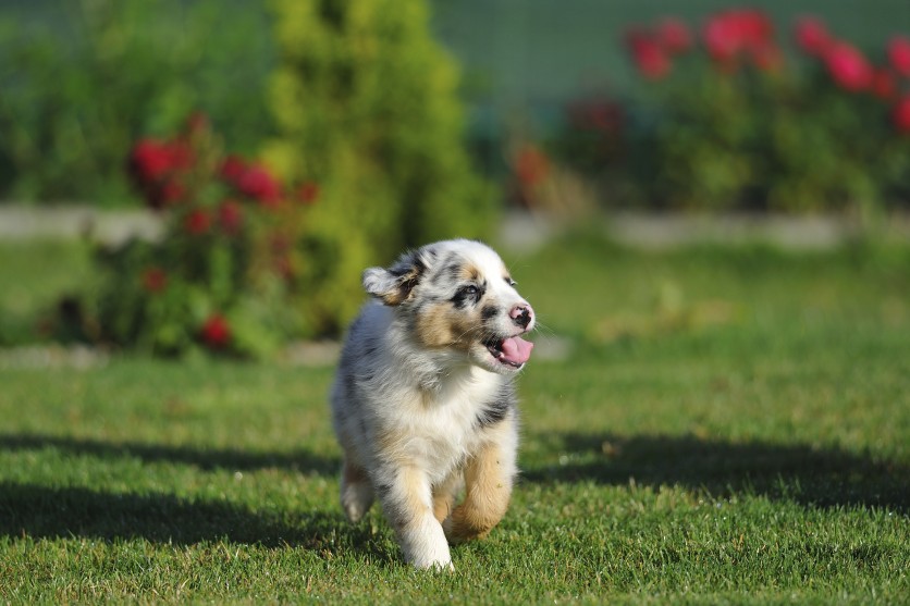 Come prevenire i problemi ortopedici del cucciolo