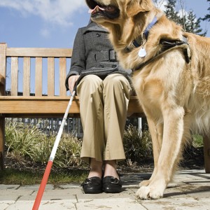 Proteggere le articolazioni dei cani guida