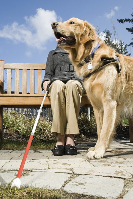 Proteggere le articolazioni dei cani guida