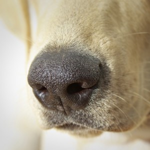 I cani ci salvano dal diabete