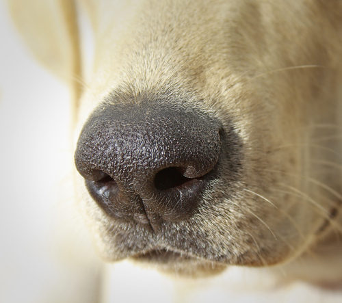 I cani ci salvano dal diabete