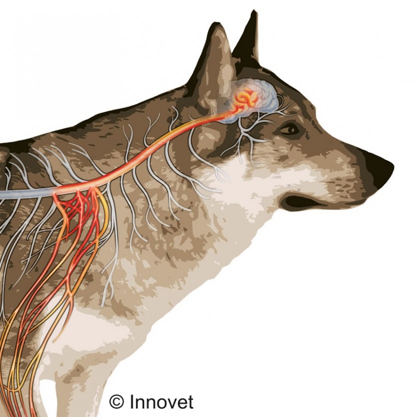 Un’indagine italiana sul dolore ortopedico del cane