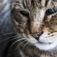 Artrosi del gatto… Non zoppica, ma soffre