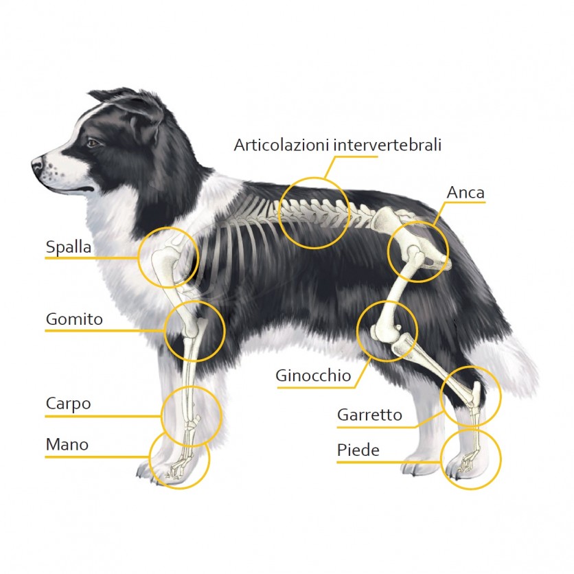Una guida per la salute articolare del cane - Innovet