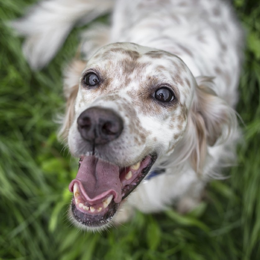 Ma quanto è intelligente il mio cane!