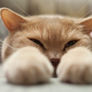 Un ambiente cat-friendly