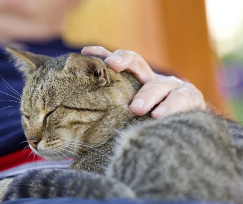 Gatti anziani con reni a rischio