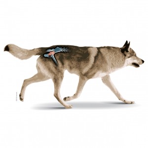 Cane Lupo Cecoslovacco con articolazione dell'anca in evidenza