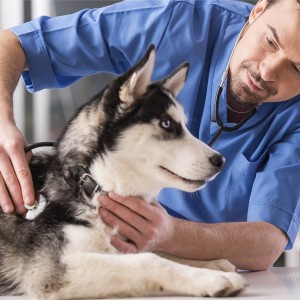 Un veterinario visita un cane siberian husky