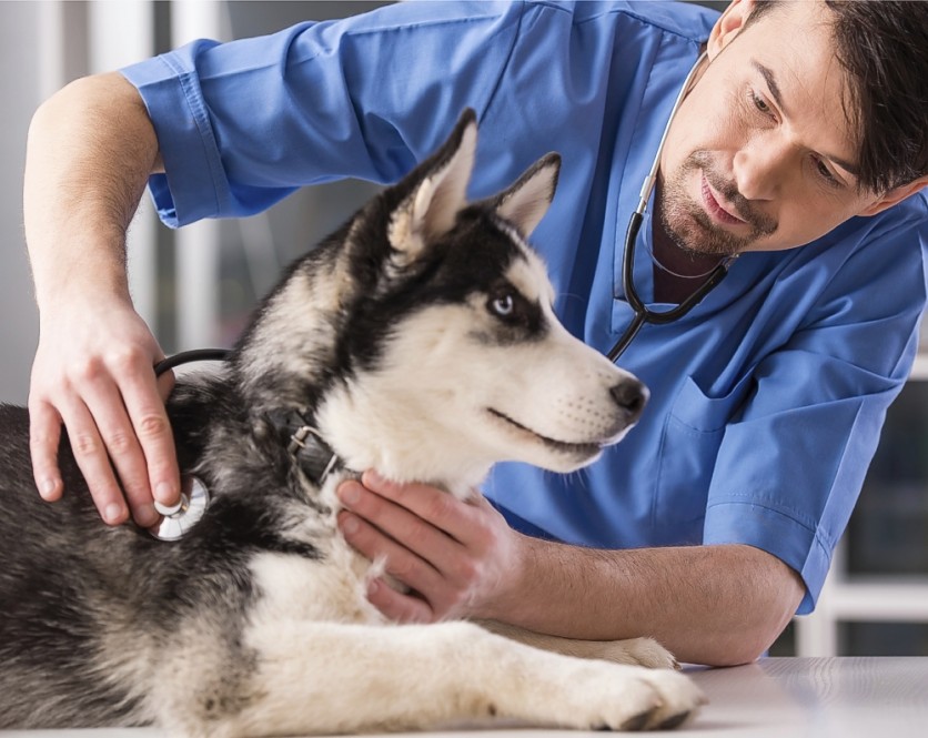 La “Top Ten” della malattie del cane e del gatto